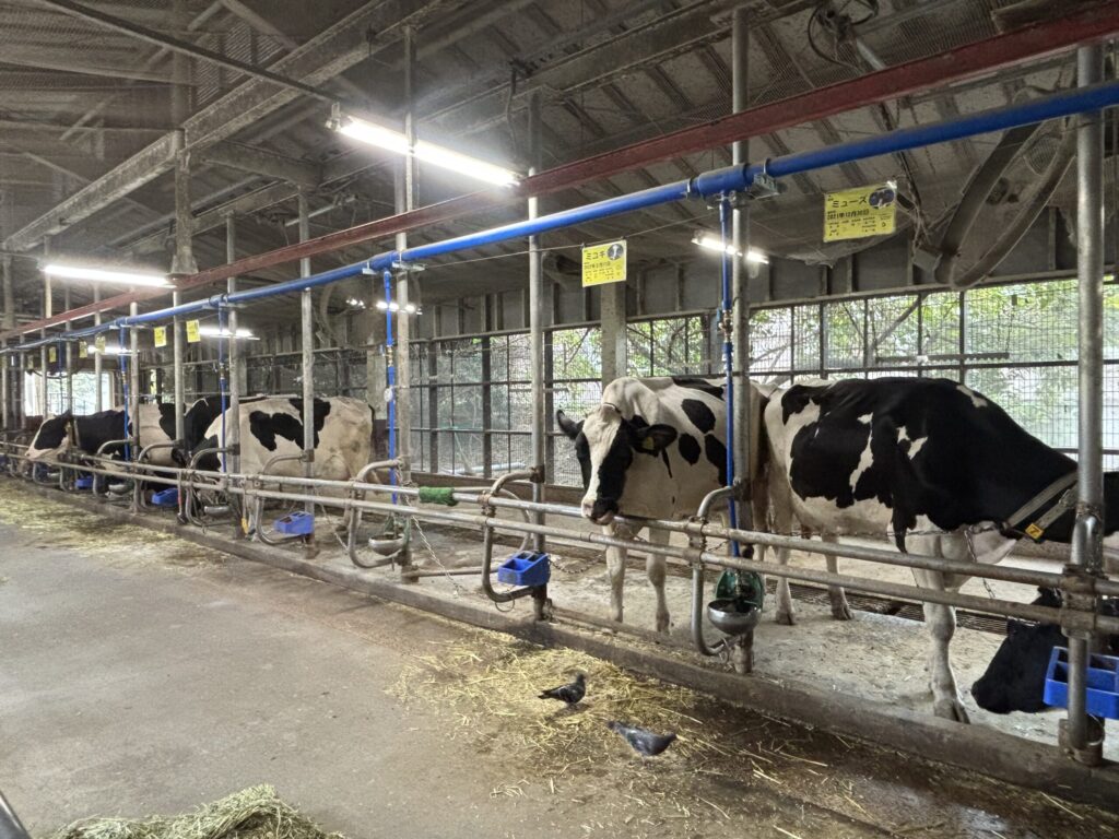 こどもの国の牛舎小屋。近くで牛を見るチャンス