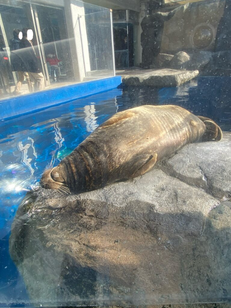 鳥羽水族館のアシカ。日向ぼっこをしていた。近くで見れるのが魅力
