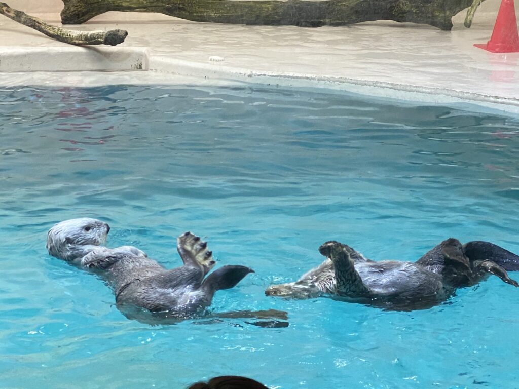 鳥羽水族館の名物ラッコも見ることができました。人混みがすごいので見るには注意