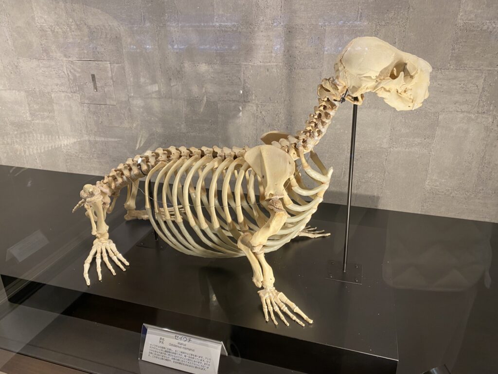 鳥羽水族館の白骨展示。たくさんの骨があり、見ごたえあり