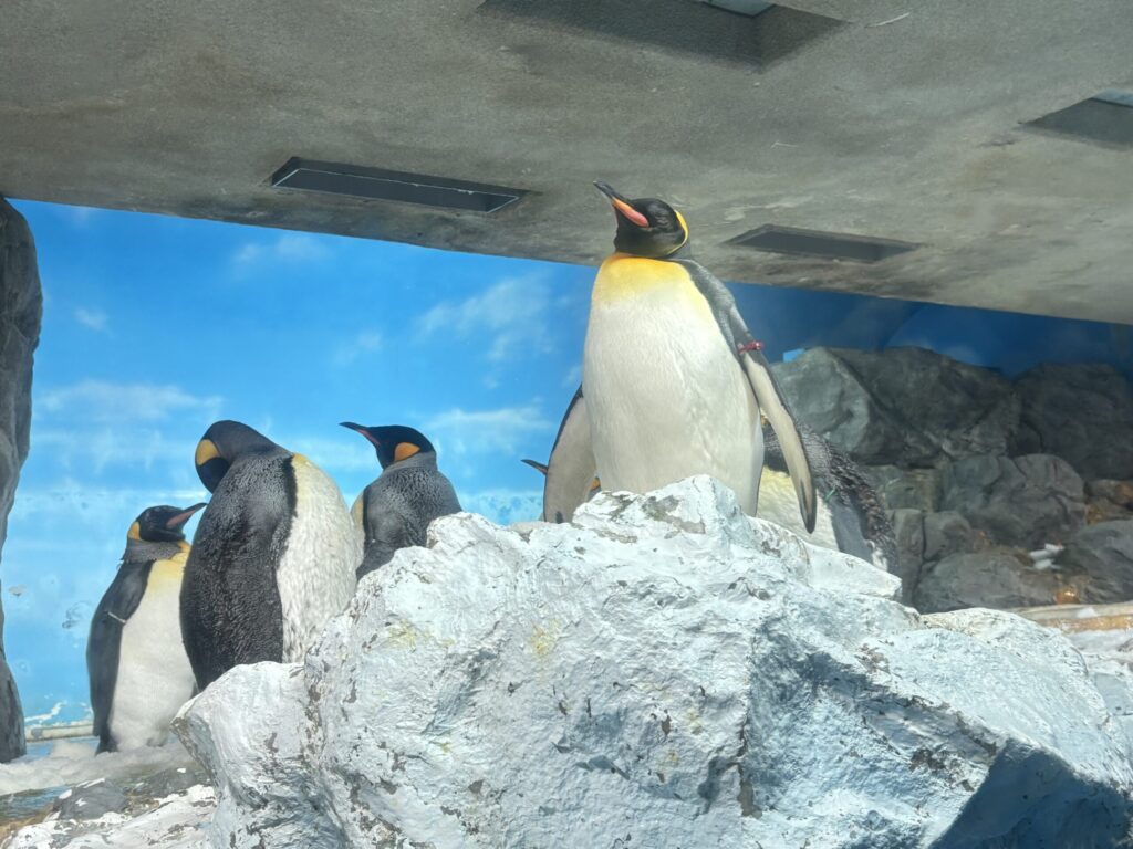 シーワルドのペンギン。上の陸と下の水中があり、両方まじかで見れる