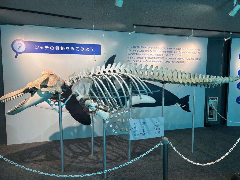 シーワールドの展示の骨。大きくて見ごたえがある