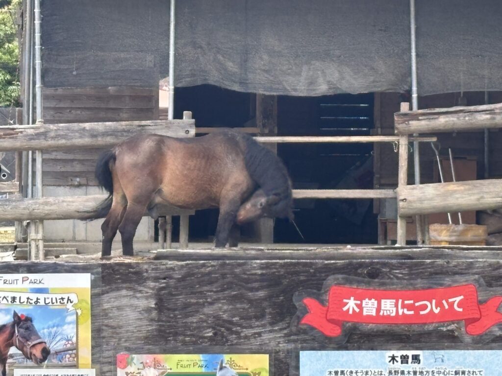 はままつフルーツパーク時之栖にいる馬。手前の柵には動物の紹介がある